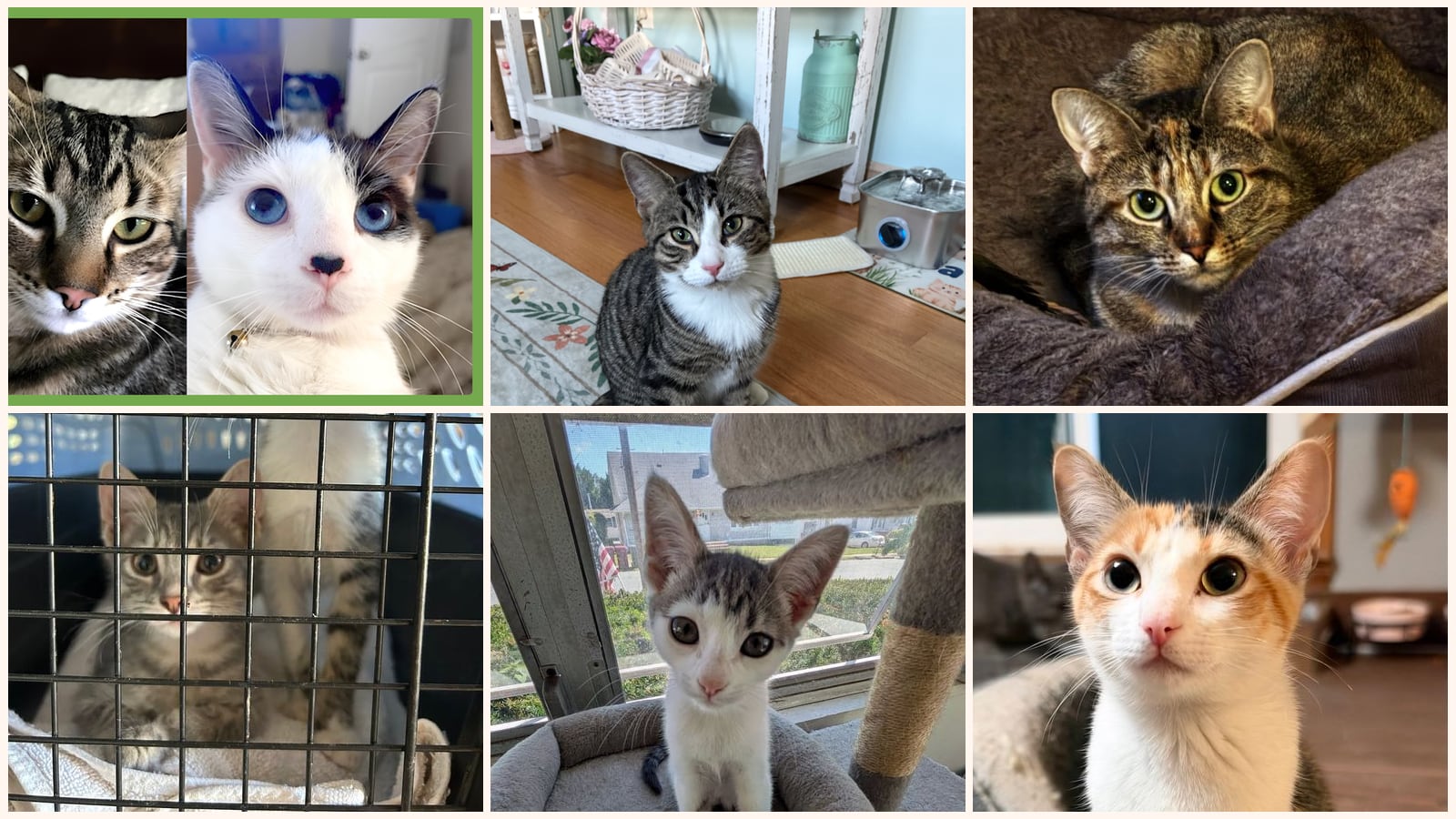 Dog-Friendly Cats up for adoption near Pawtucket, RI