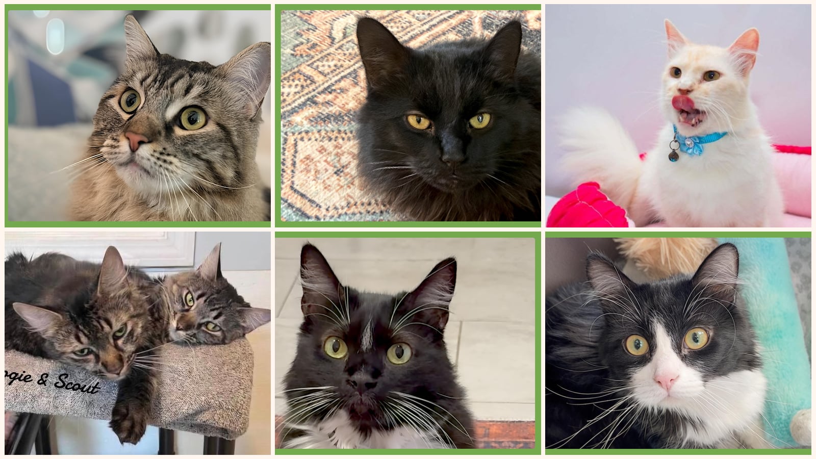Long-Haired Cats up for adoption near Pawtucket, RI