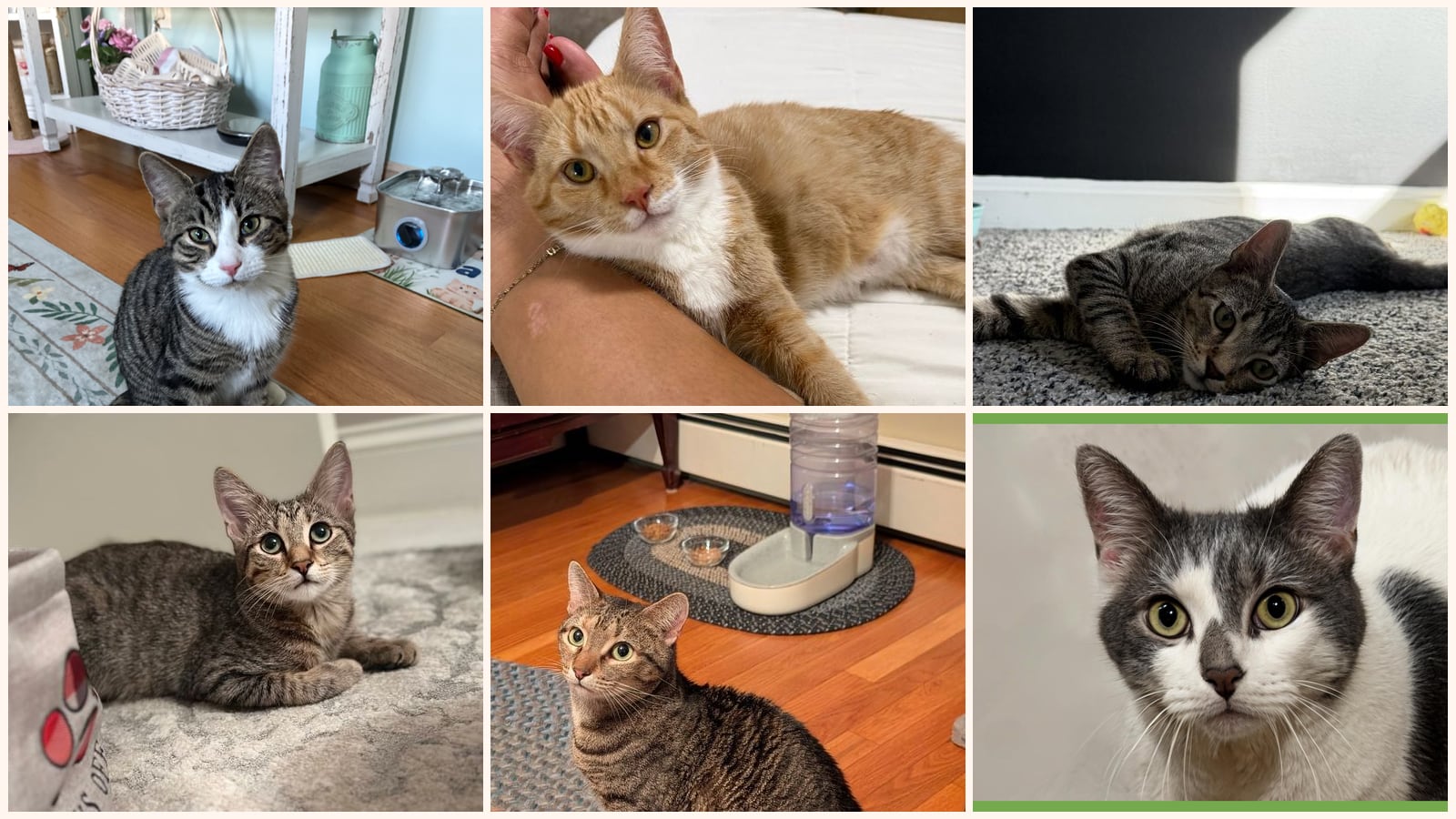 Kid-Friendly Cats up for adoption near Warwick, RI