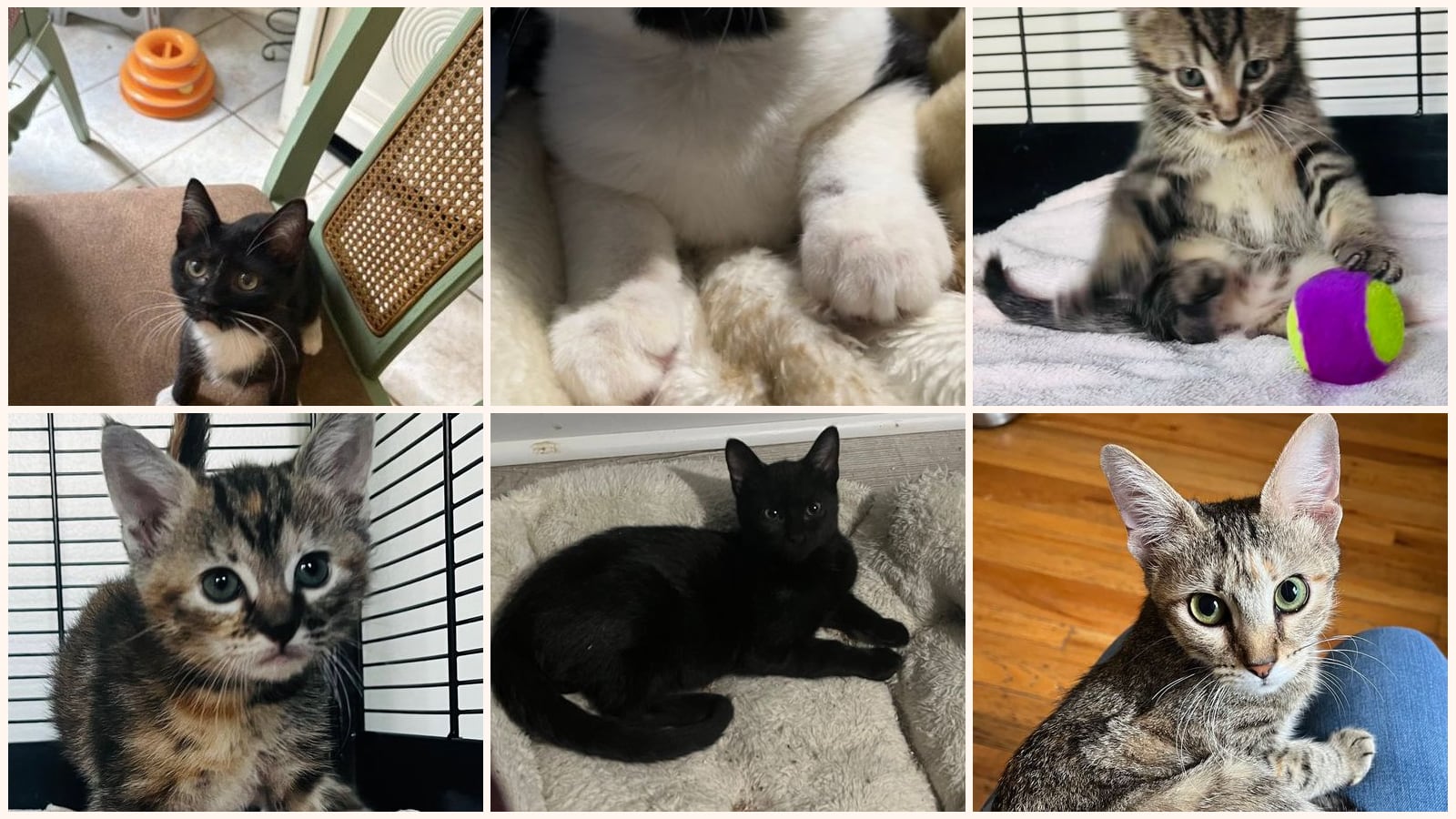Dog-Friendly Cats up for adoption near Columbia, SC
