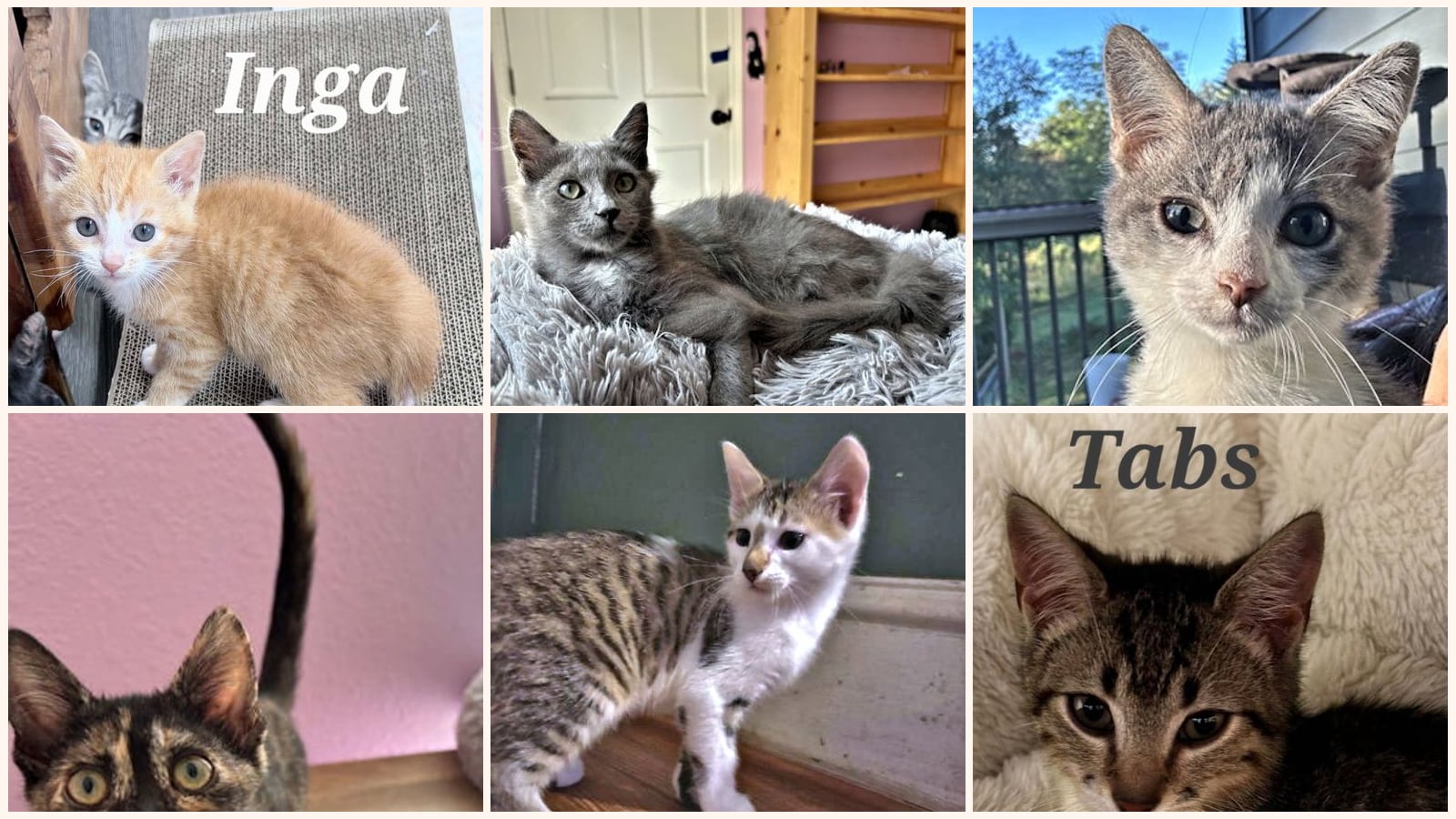 Kittens up for adoption near Greenville, SC