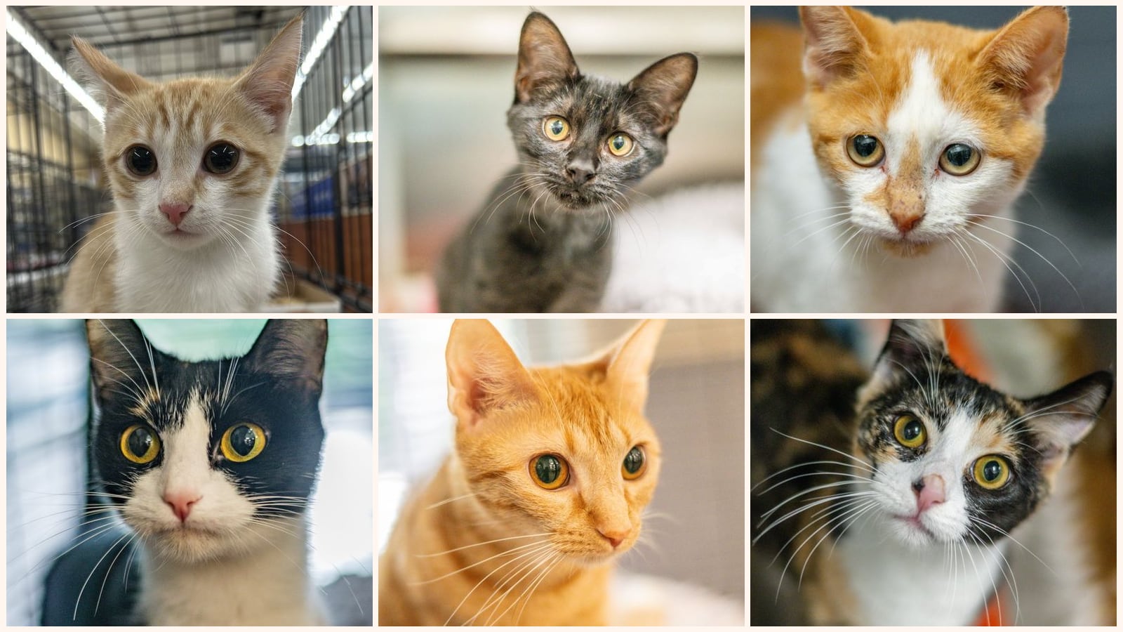 Adult Cats up for adoption near North Charleston, SC