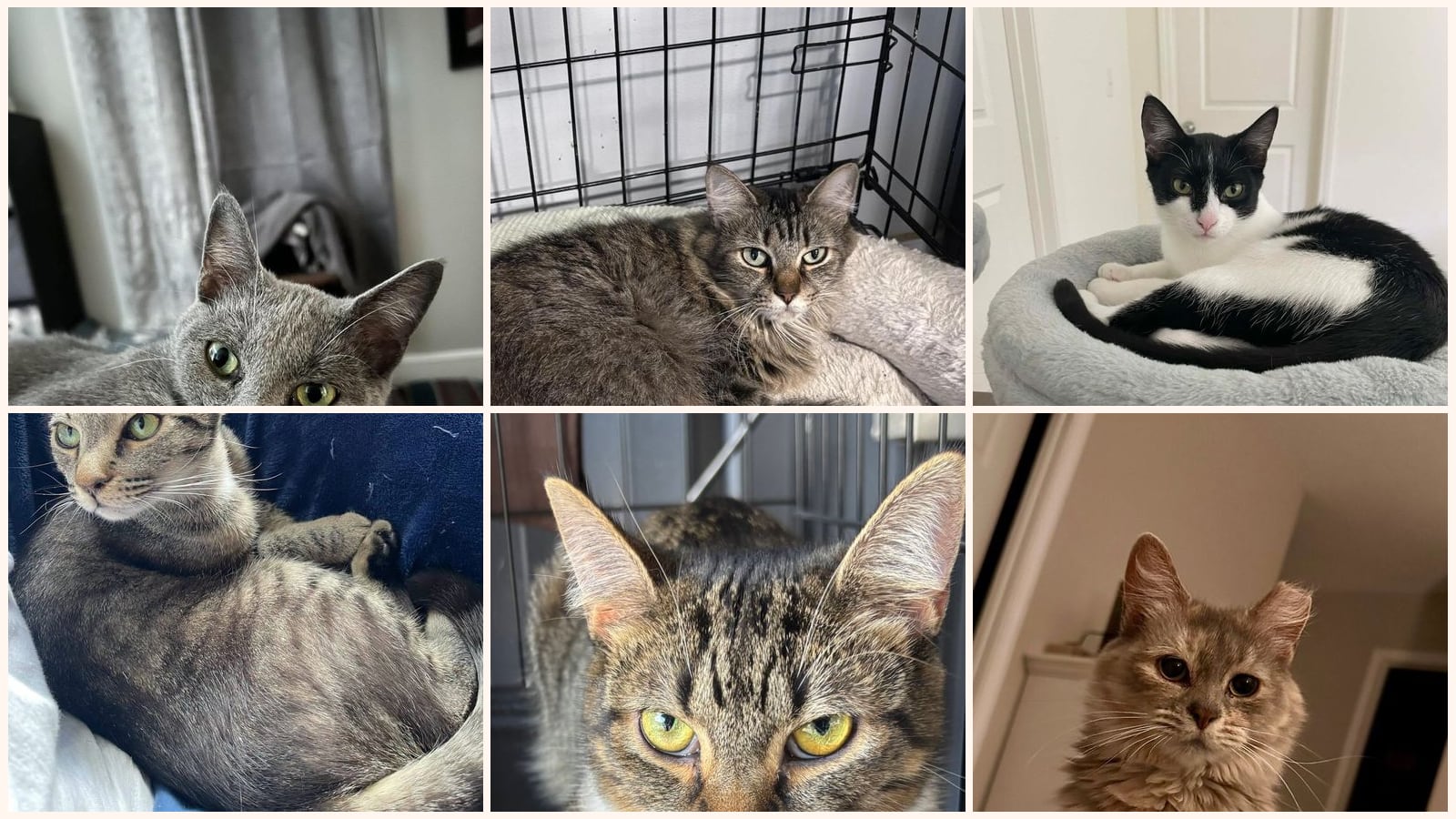 Adult Cats up for adoption near Rock Hill, SC