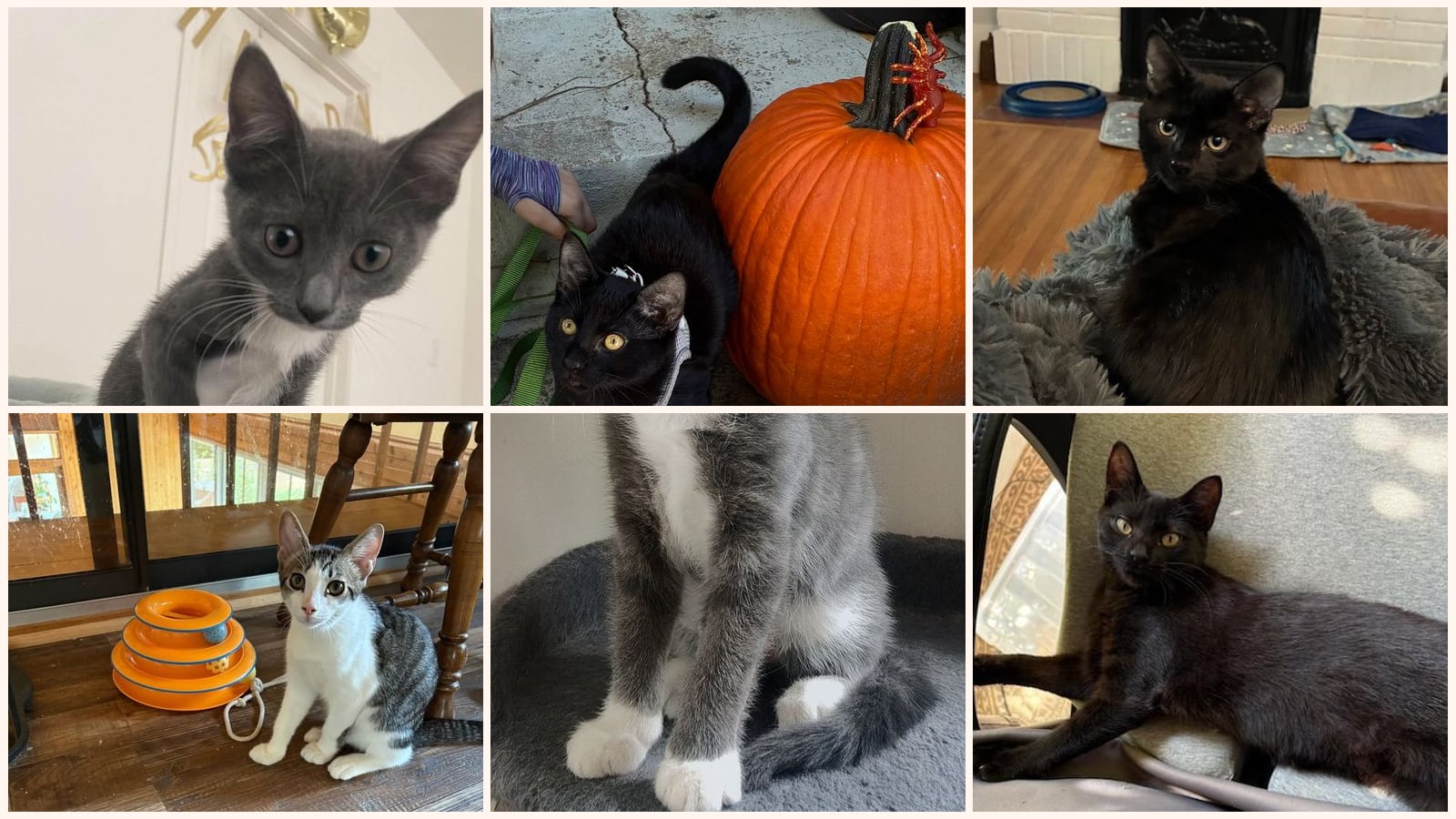 Kittens up for adoption near Rock Hill, SC