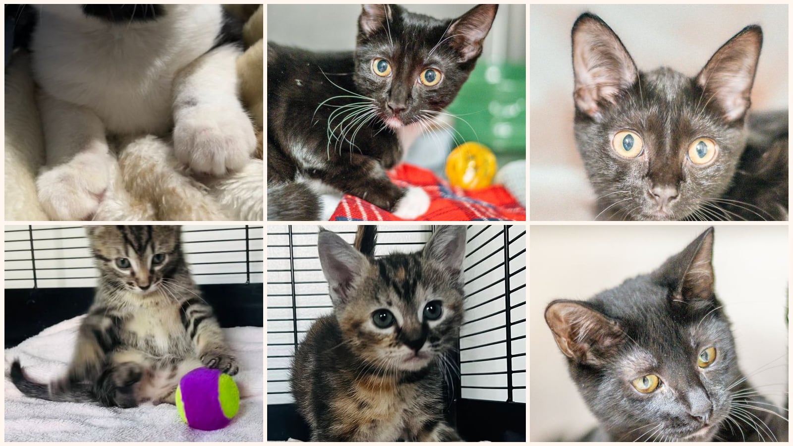 Kittens up for adoption near Summerville, SC
