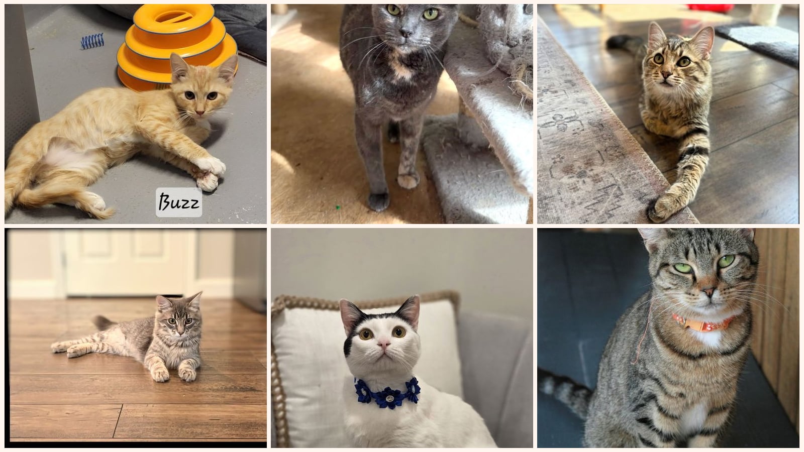 Dog-Friendly Cats up for adoption near Chattanooga, TN