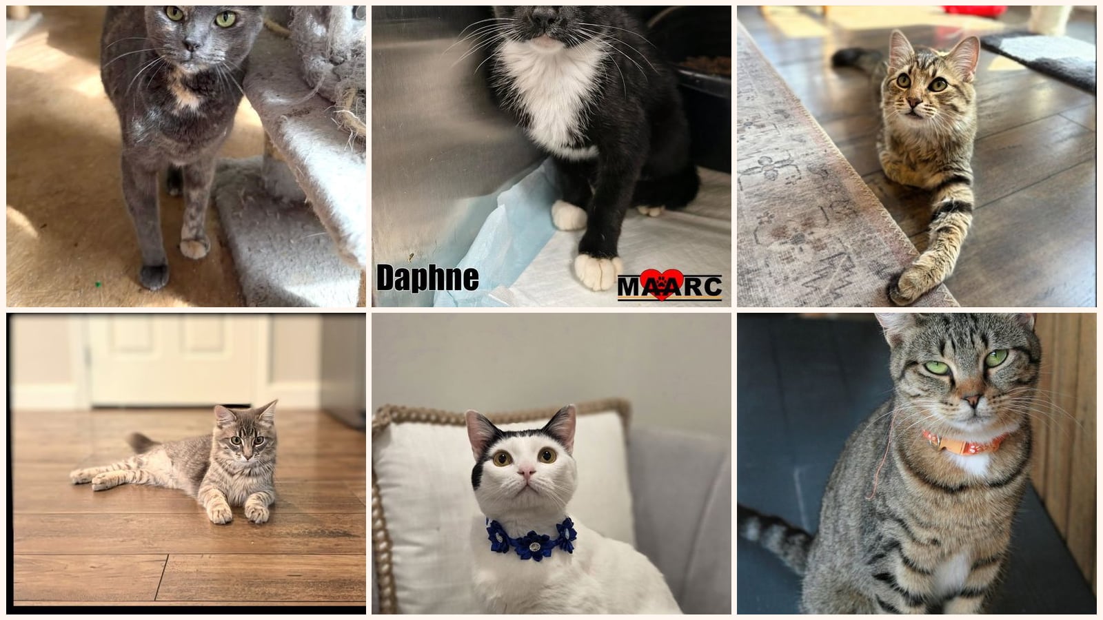 Kid-Friendly Cats up for adoption near Chattanooga, TN