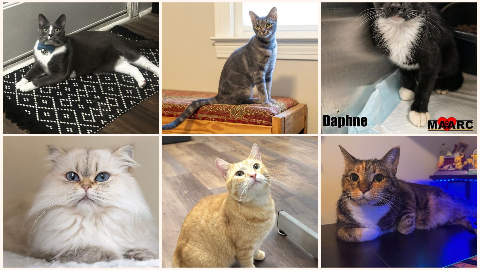 Adult Cats up for adoption near Cleveland, TN