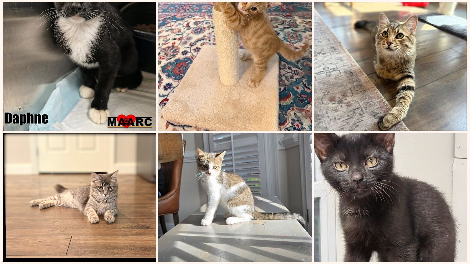 Kid-Friendly Cats up for adoption near Cleveland, TN
