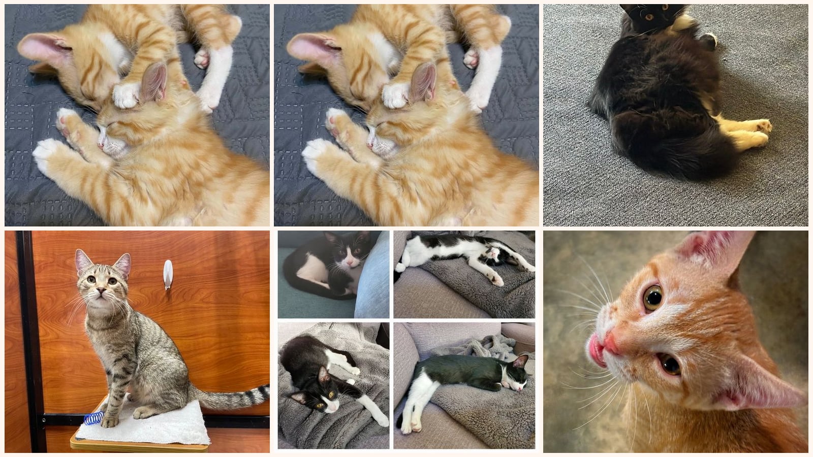 Adult Cats up for adoption near Collierville, TN