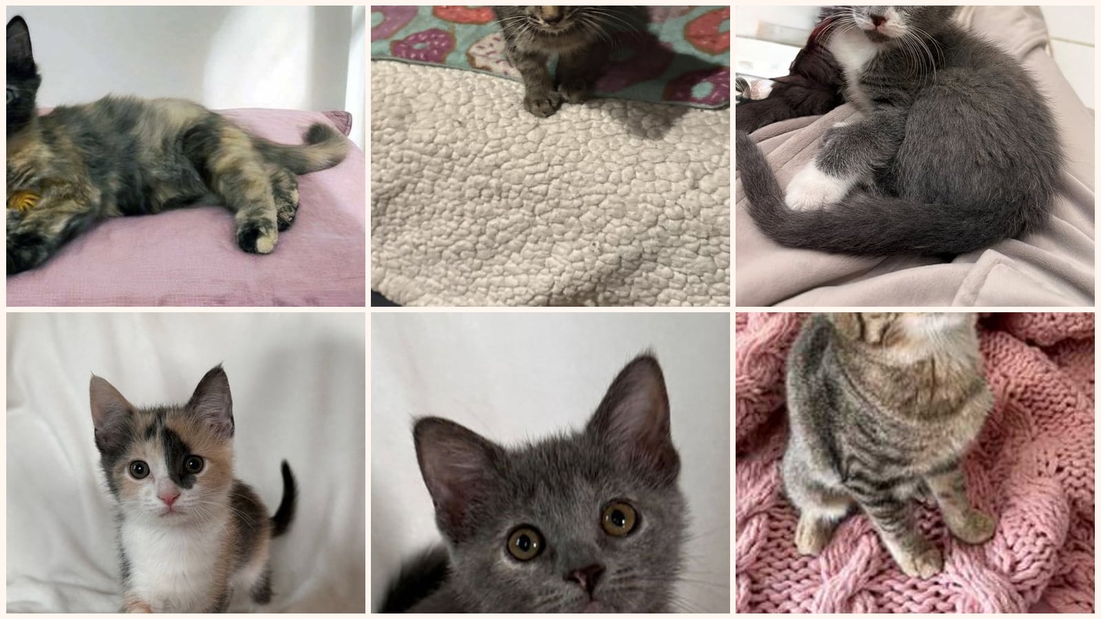 Kittens up for adoption near Franklin, TN