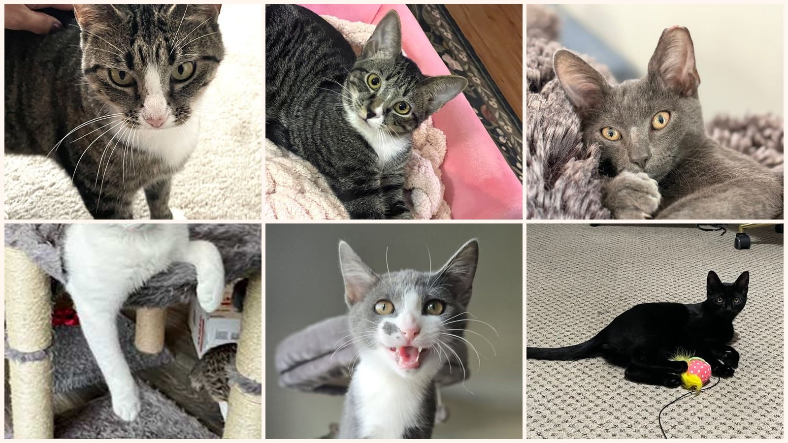 Kid-Friendly Cats up for adoption near Hendersonville, TN