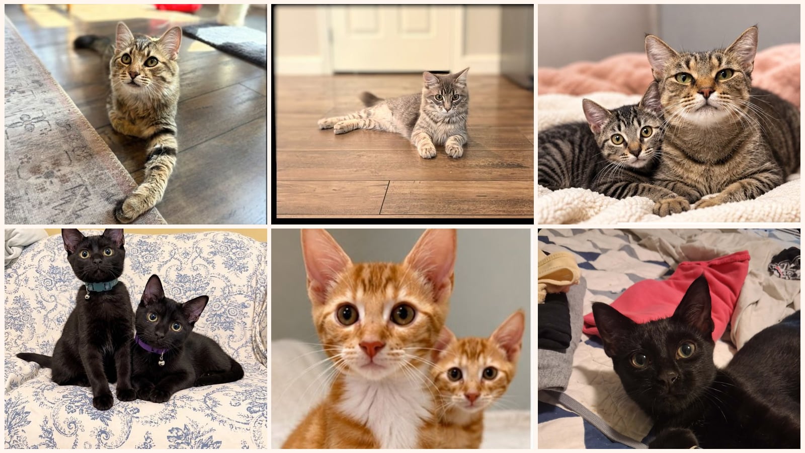 Bonded Pairs up for adoption near Johnson City, TN