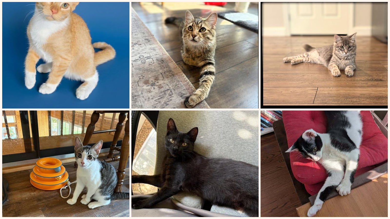 Dog-Friendly Cats up for adoption near Johnson City, TN
