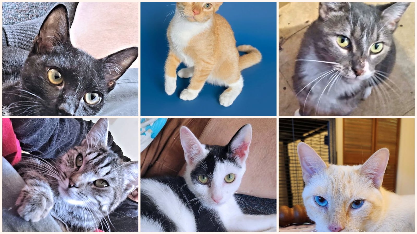 Adult Cats up for adoption near Kingsport, TN