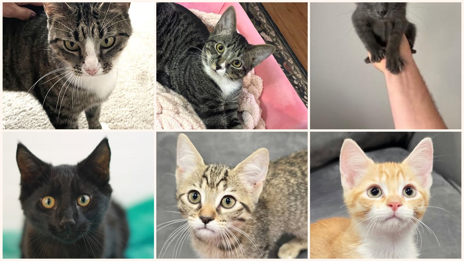 Dog-Friendly Cats up for adoption near Lebanon, TN