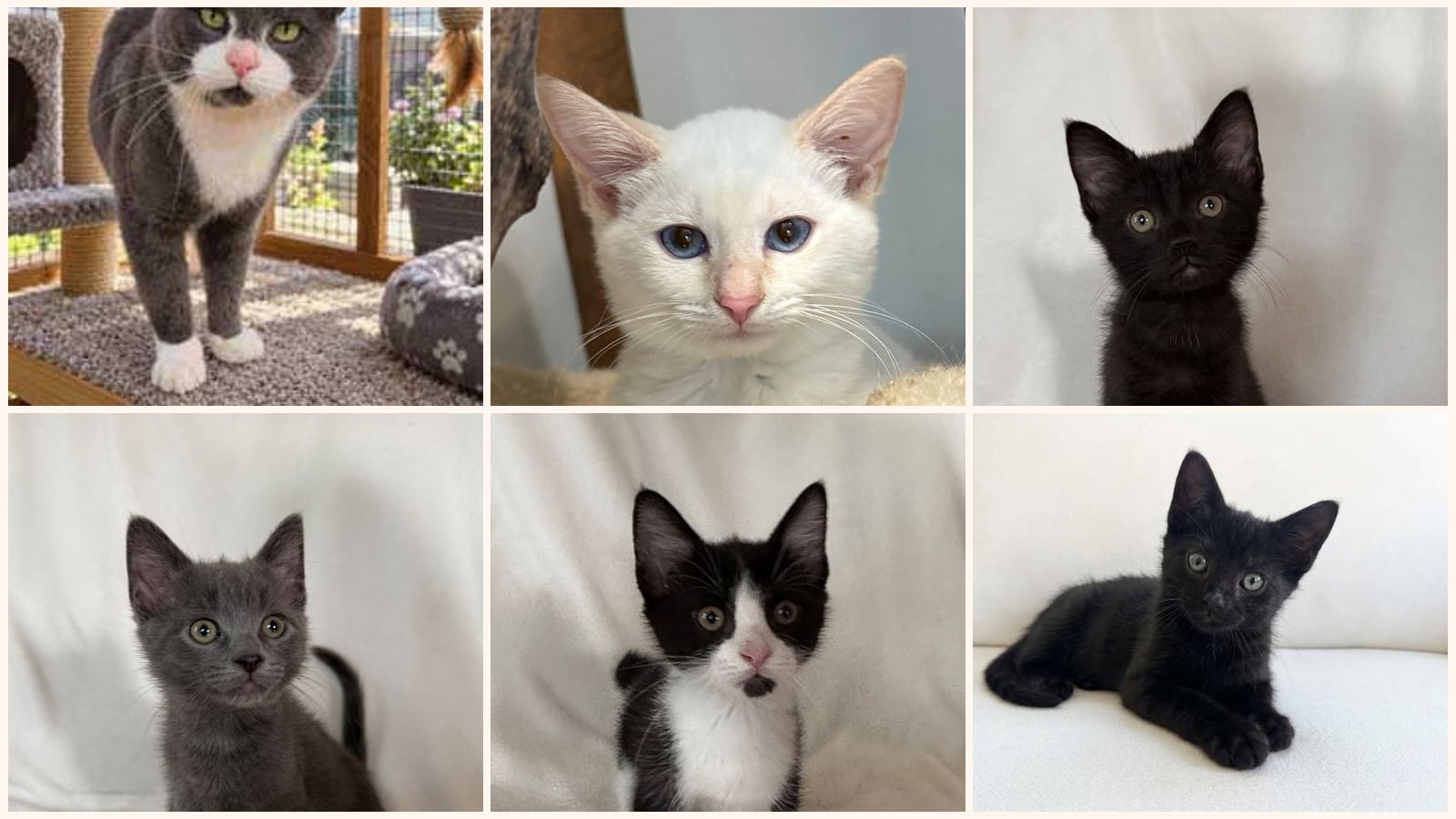 Adult Cats up for adoption near Smyrna, TN