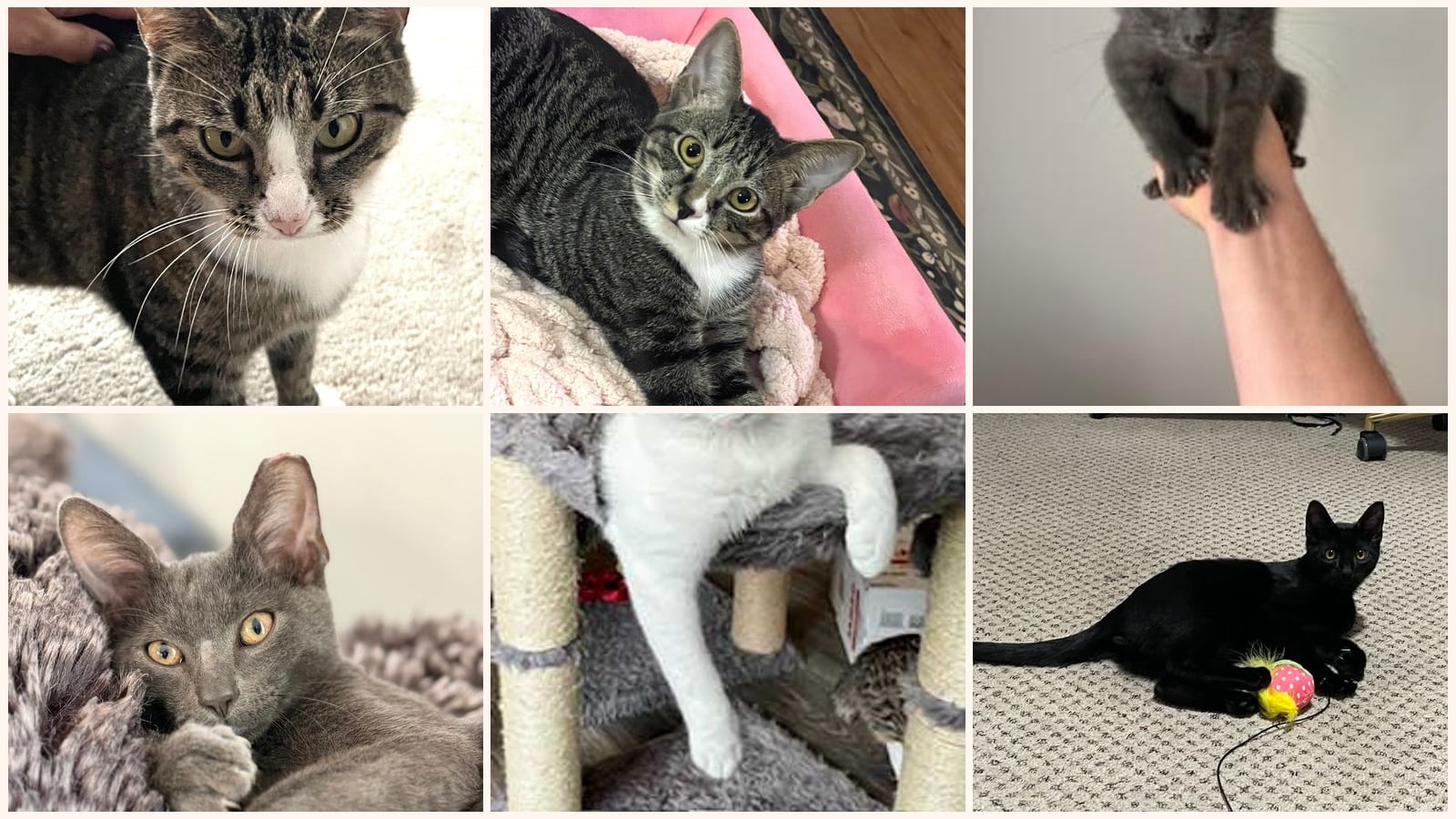 Dog-Friendly Cats up for adoption near Spring Hill, TN