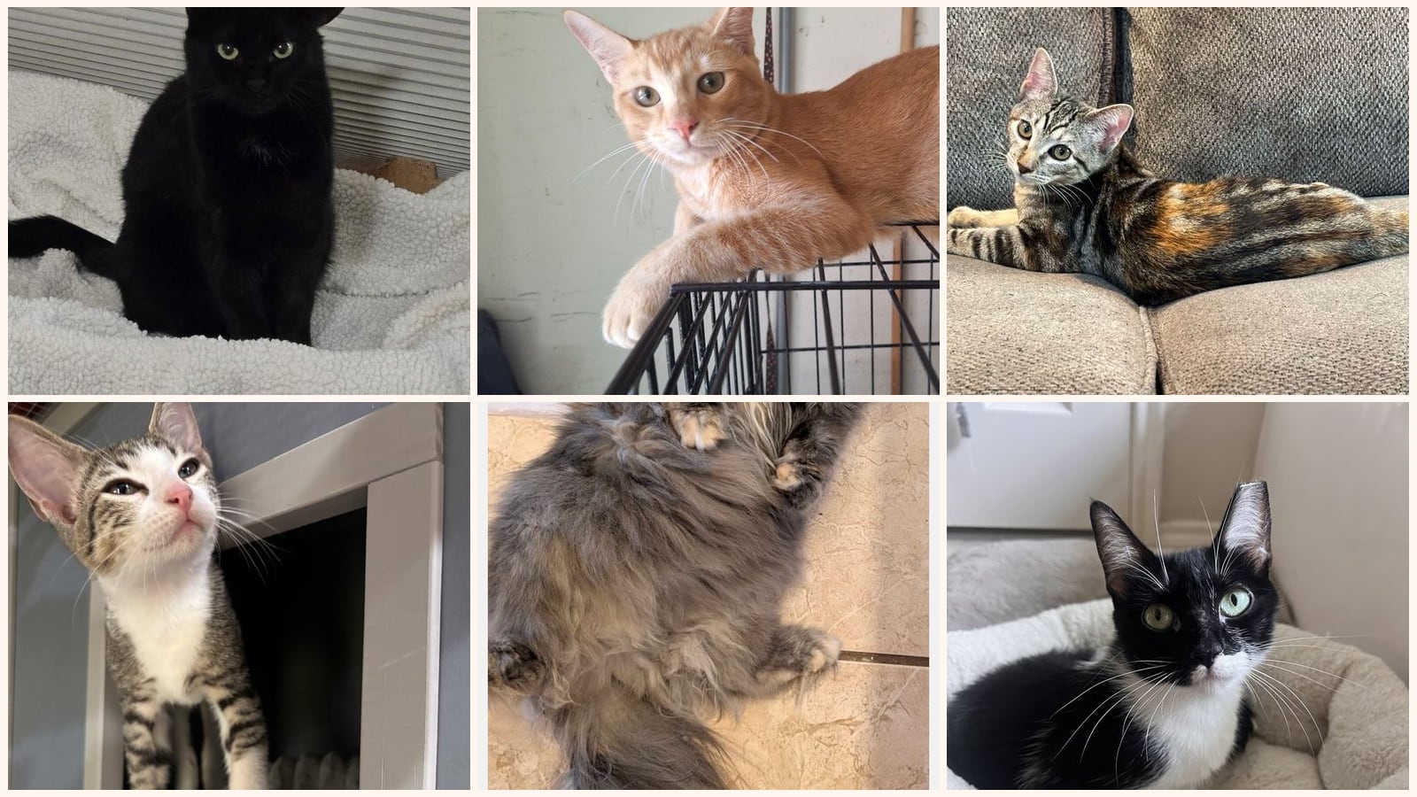 Adult Cats up for adoption near Arlington, TX