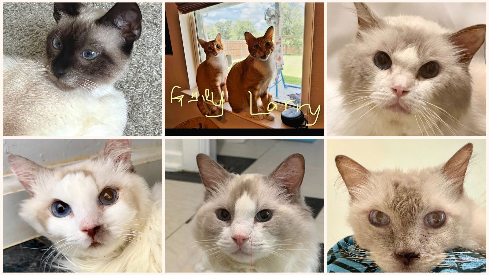 Adult Cats up for adoption near Austin, TX