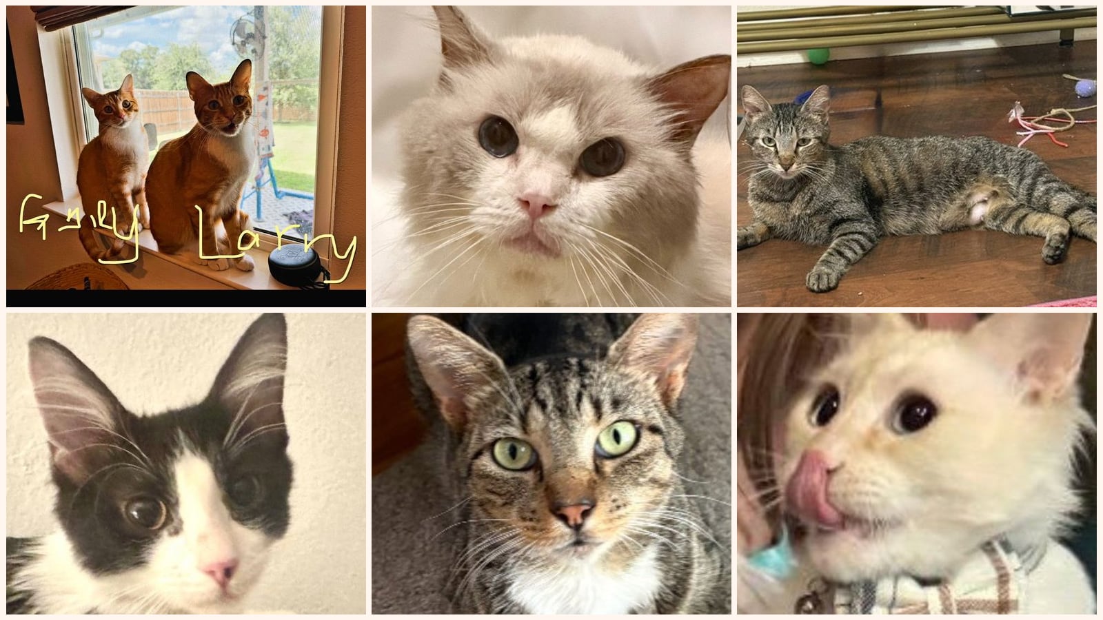 Dog-Friendly Cats up for adoption near Austin, TX