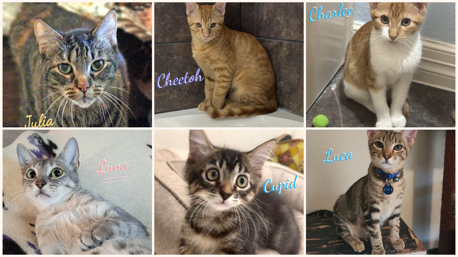 Dog-Friendly Cats up for adoption near Baytown, TX