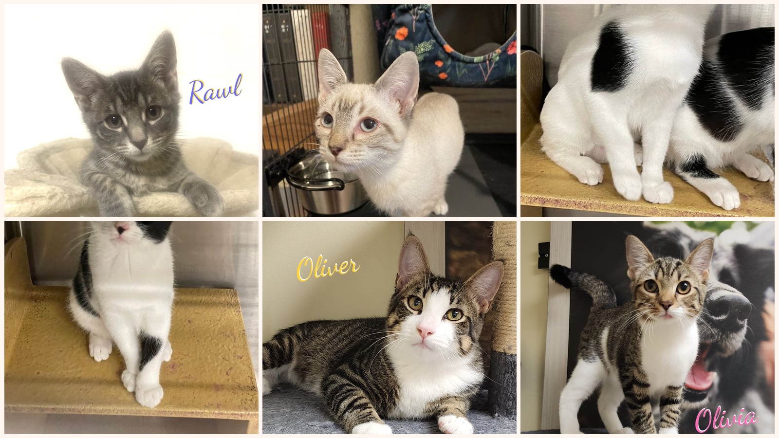 Kittens up for adoption near Baytown, TX