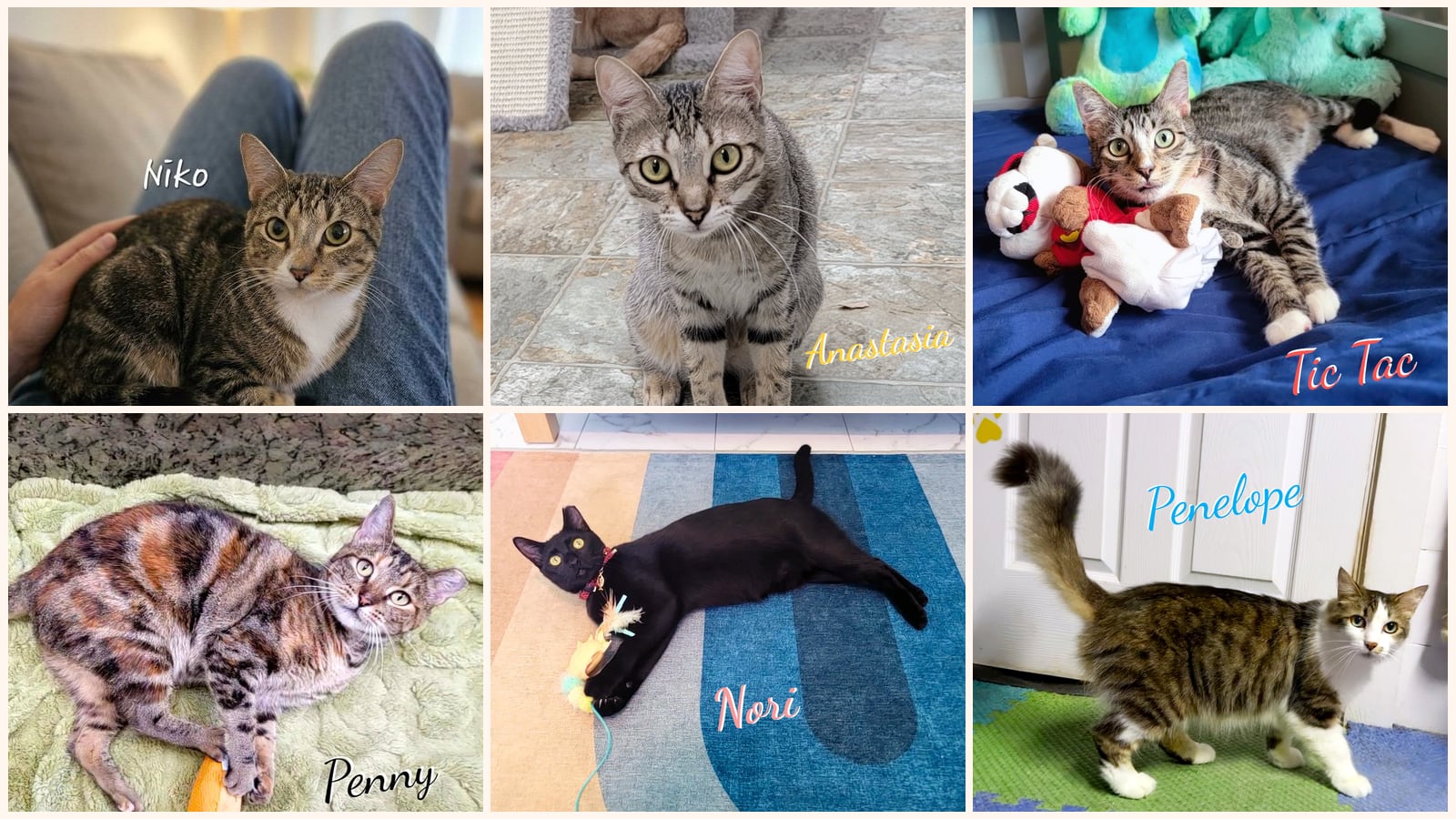 Adult Cats up for adoption near Beaumont, TX