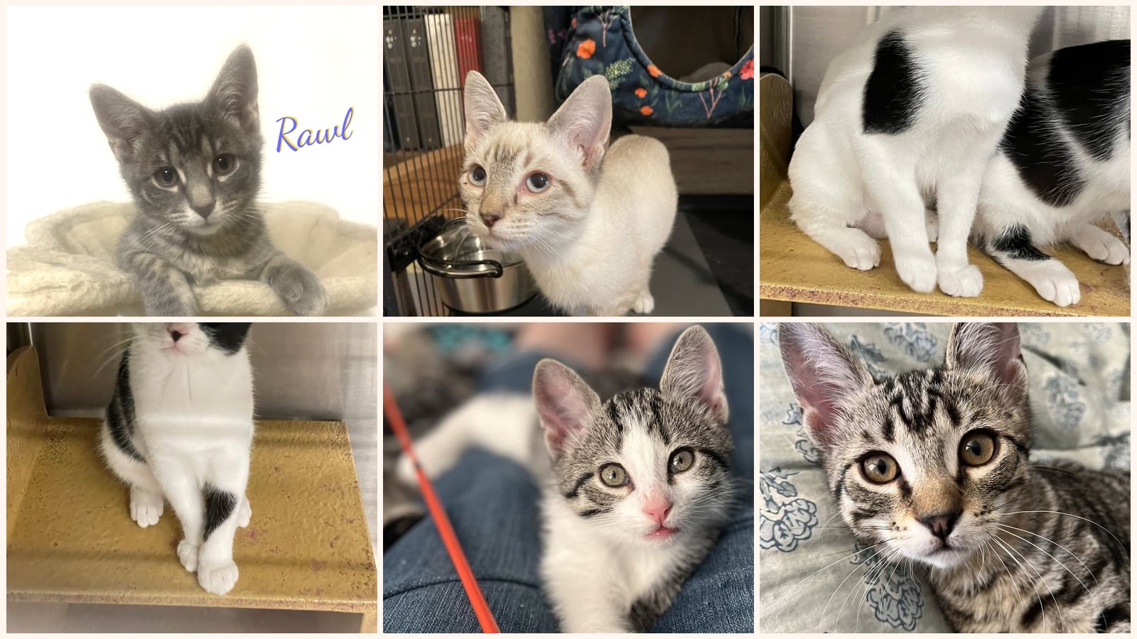 Kittens up for adoption near Beaumont, TX