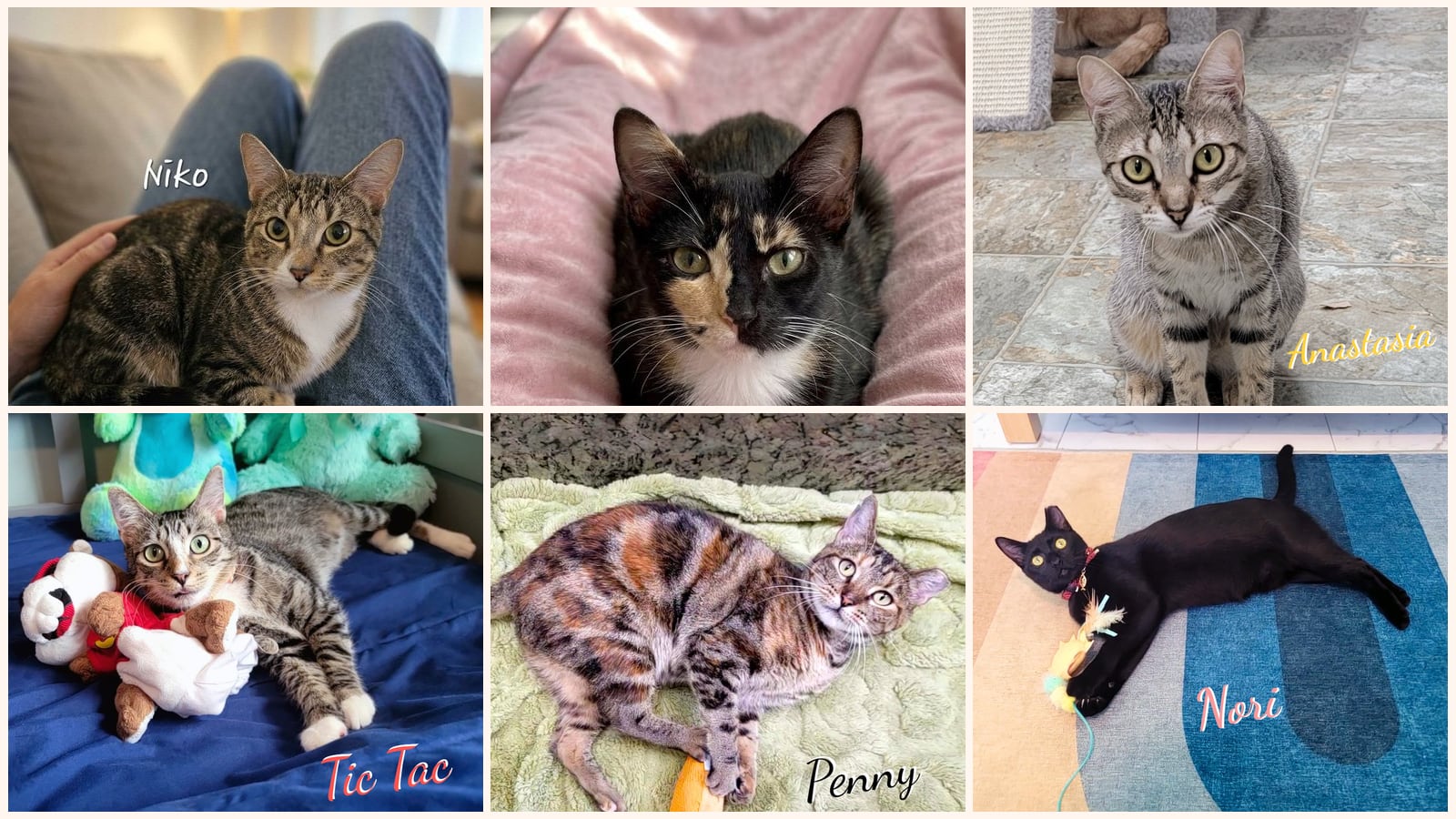 Adult Cats up for adoption near Bryan, TX