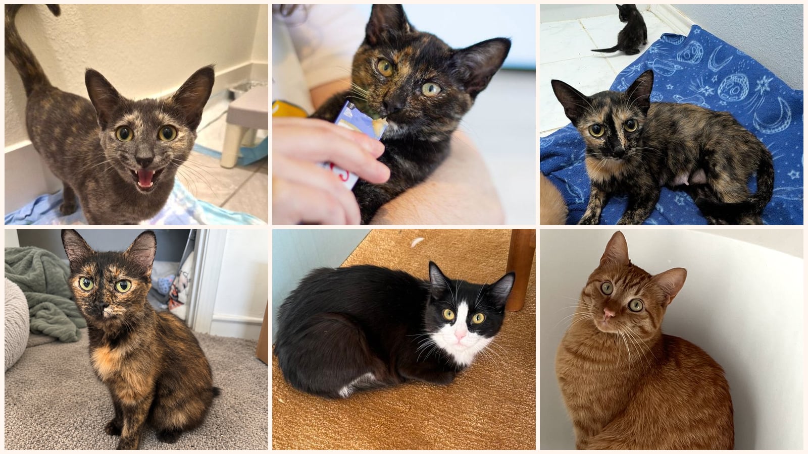 Adult Cats up for adoption near Burleson, TX