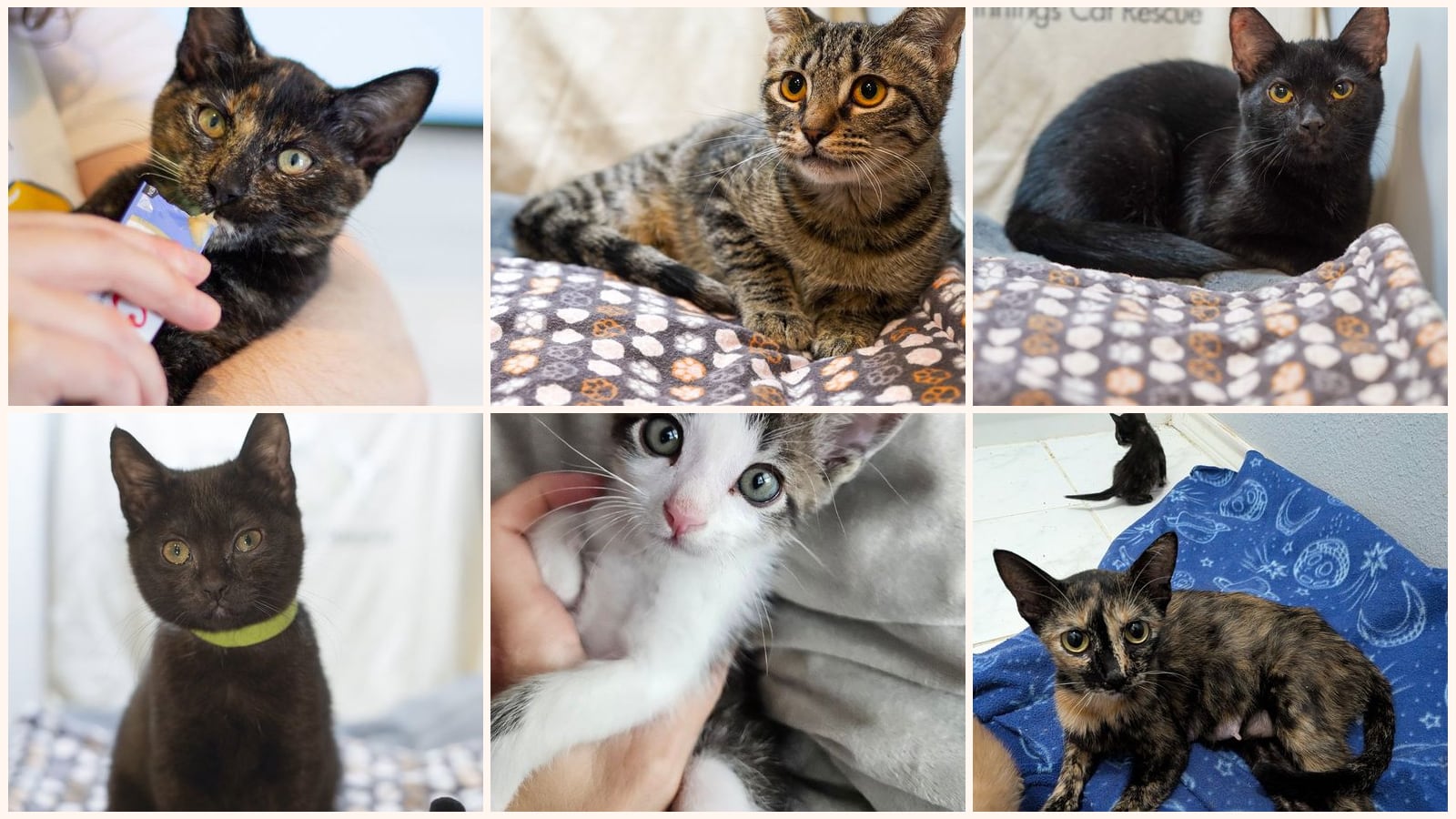 Dog-Friendly Cats up for adoption near Burleson, TX