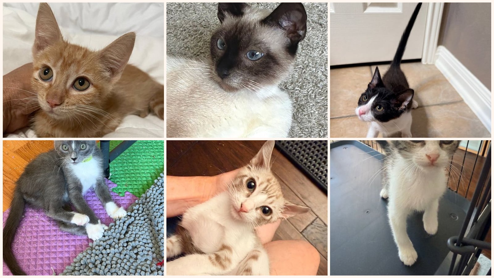 Kid-Friendly Cats up for adoption near Cedar Park, TX
