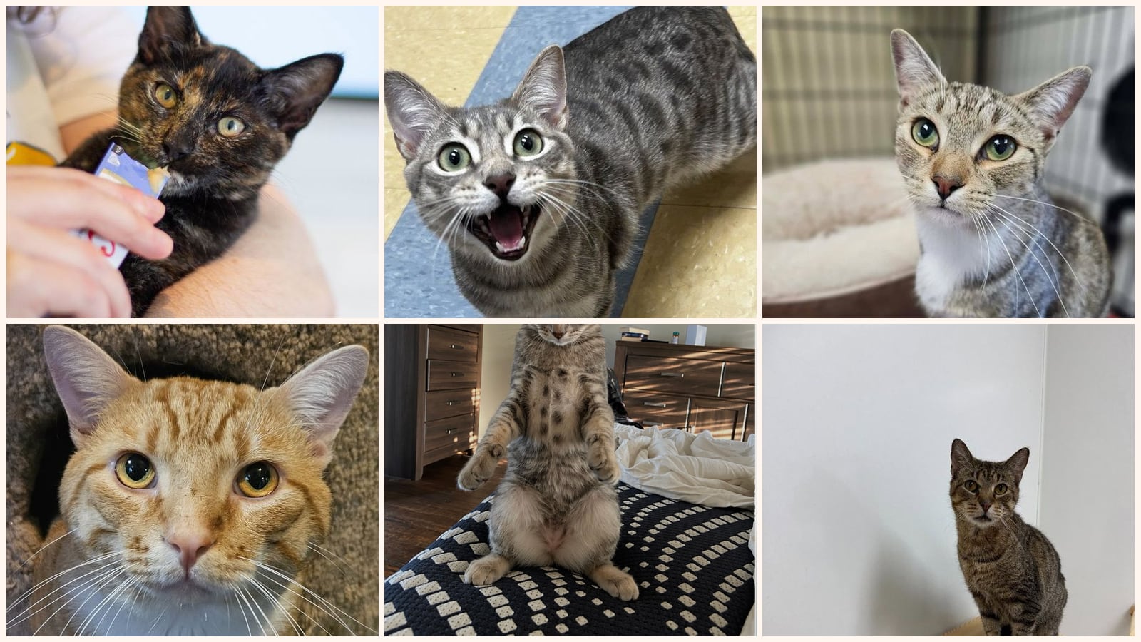 Adult Cats up for adoption near Celina, TX