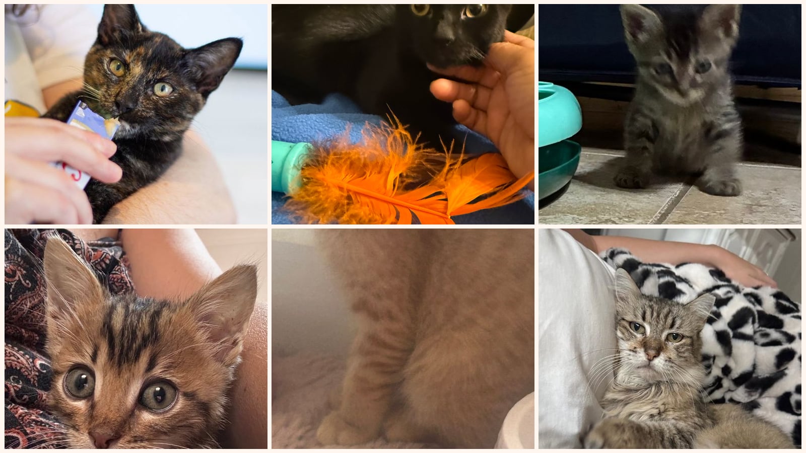 Dog-Friendly Cats up for adoption near Celina, TX