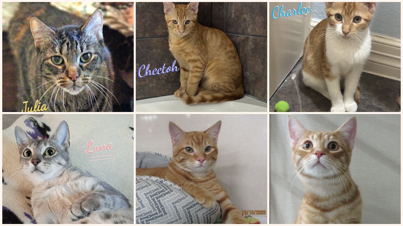Dog-Friendly Cats up for adoption near College Station, TX