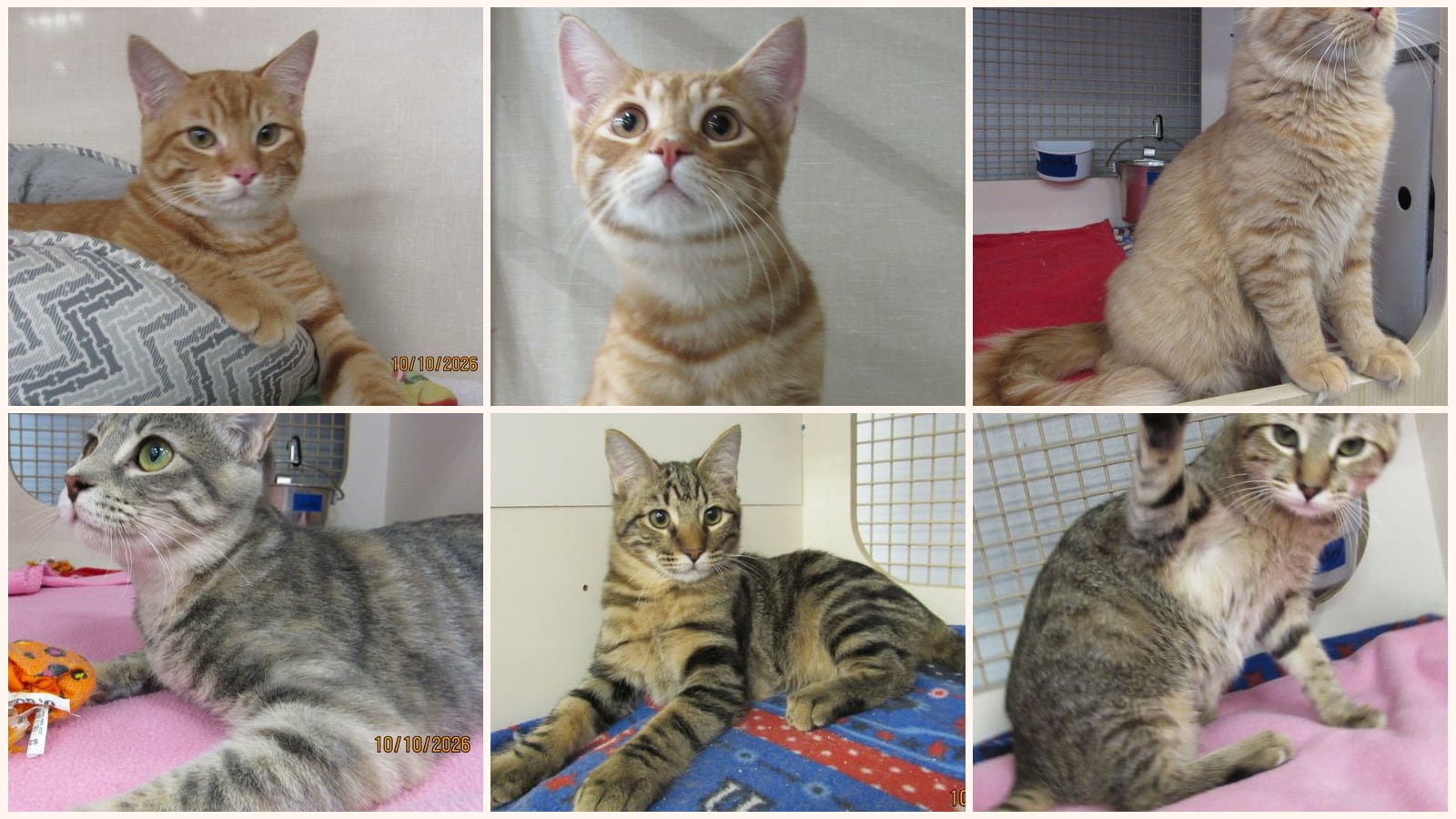 Dog-Friendly Cats up for adoption near Conroe, TX