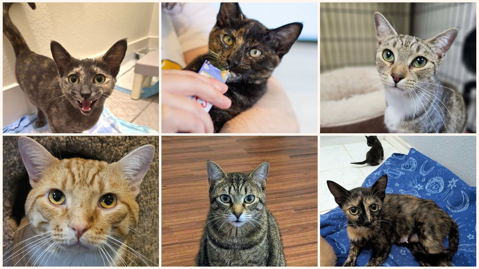 Adult Cats up for adoption near Dallas, TX