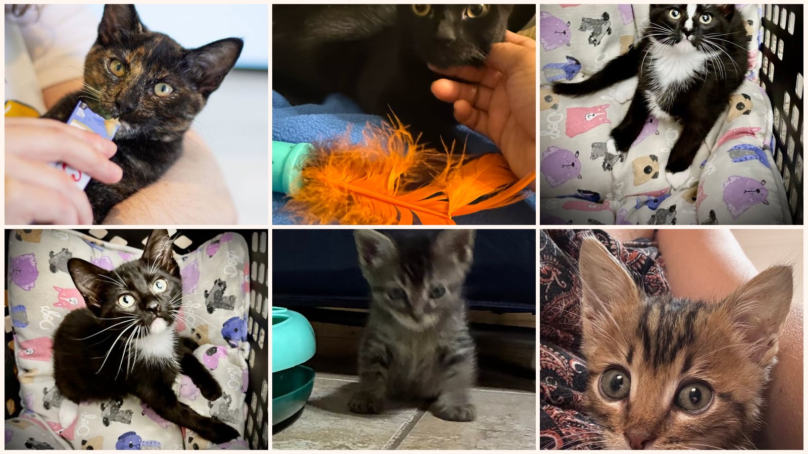Dog-Friendly Cats up for adoption near Flower Mound, TX