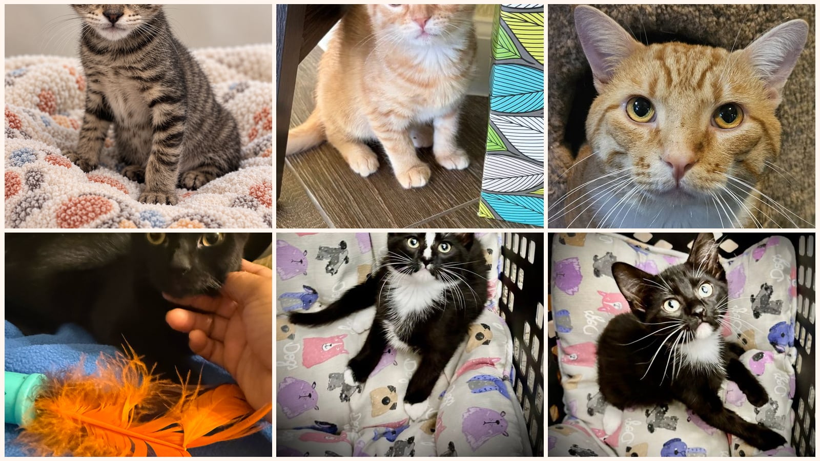 Kid-Friendly Cats up for adoption near Flower Mound, TX