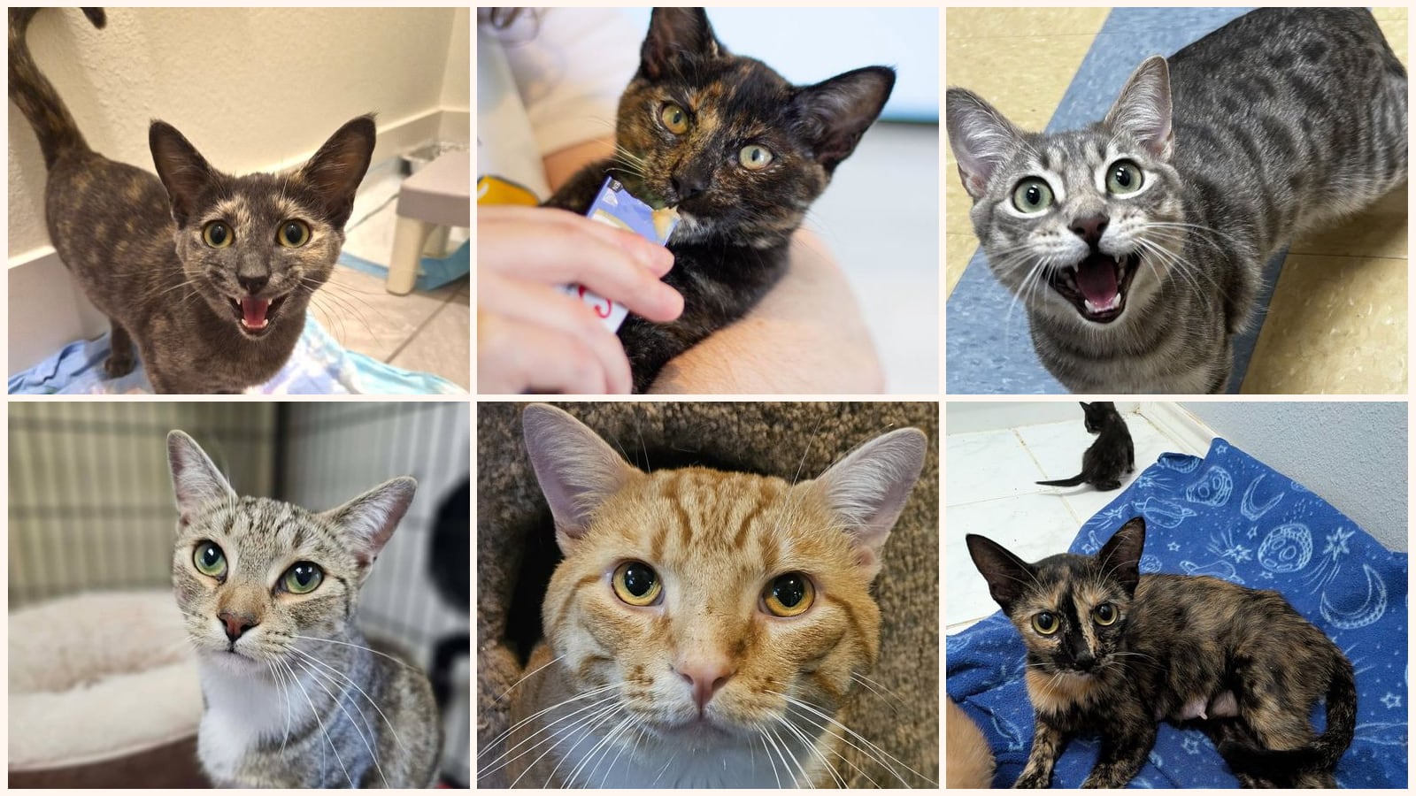 Adult Cats up for adoption near Fort Worth, TX