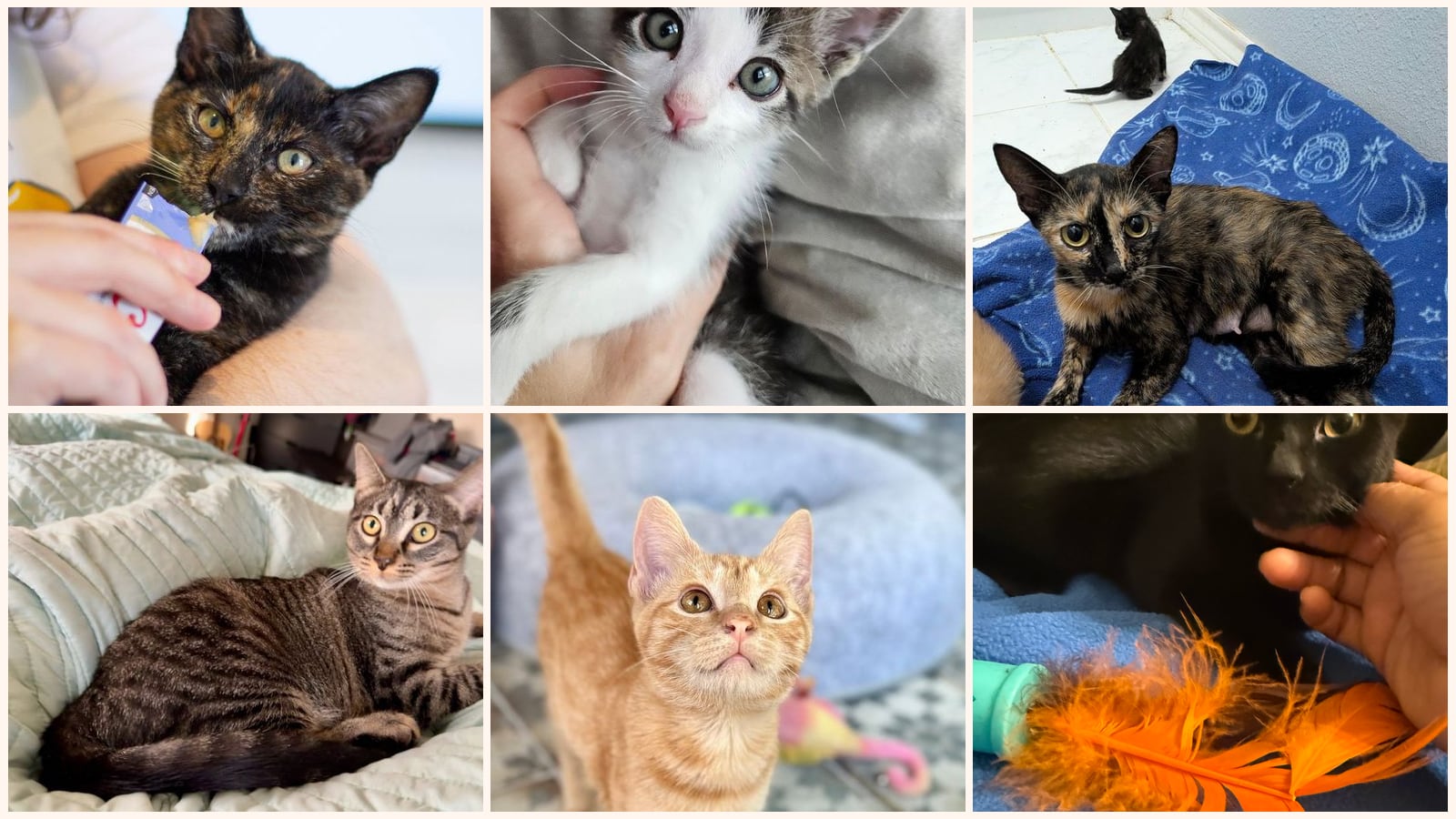 Dog-Friendly Cats up for adoption near Frisco, TX