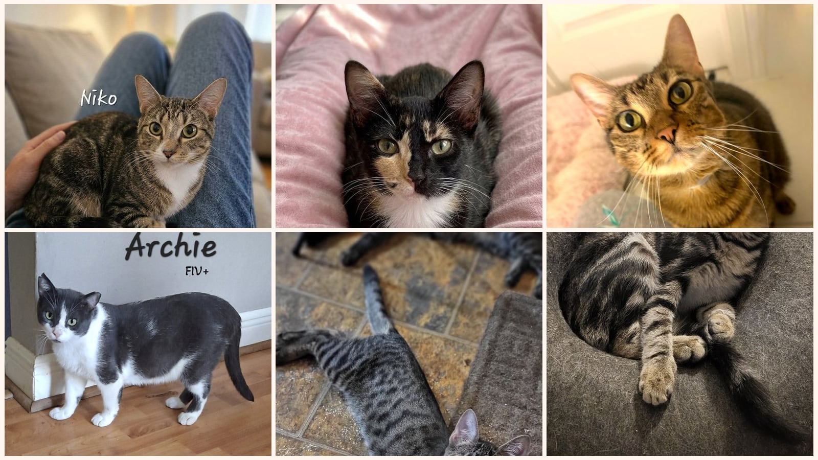 Adult Cats up for adoption near Fulshear, TX
