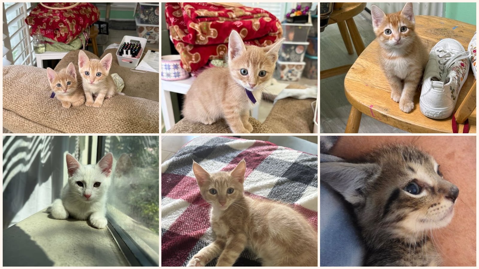 Kid-Friendly Cats up for adoption near Fulshear, TX