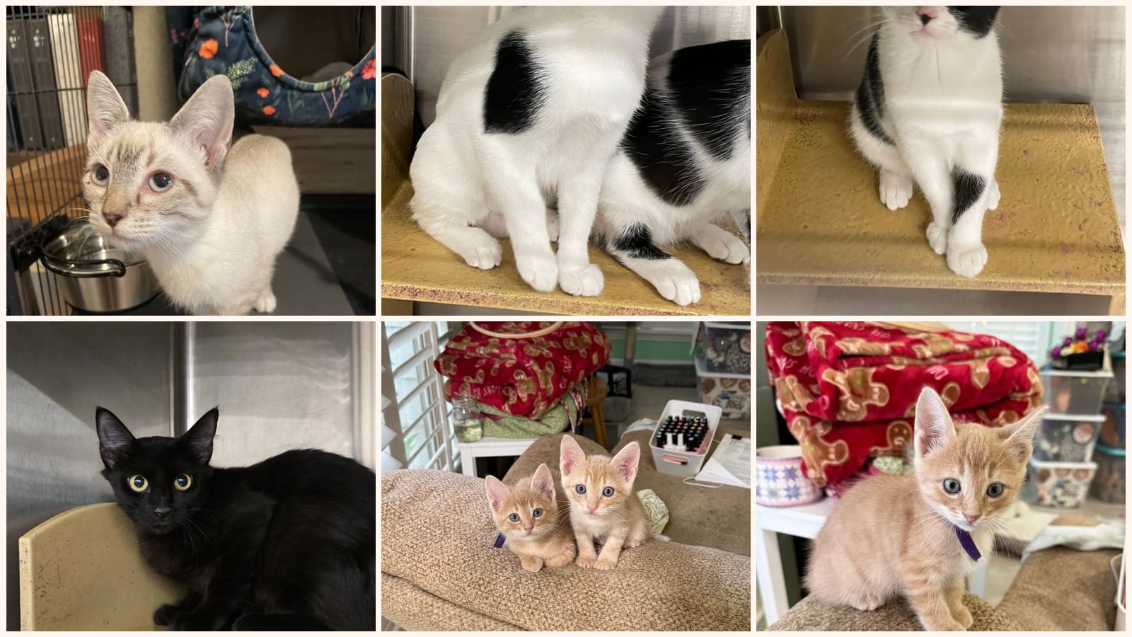 Kittens up for adoption near Fulshear, TX