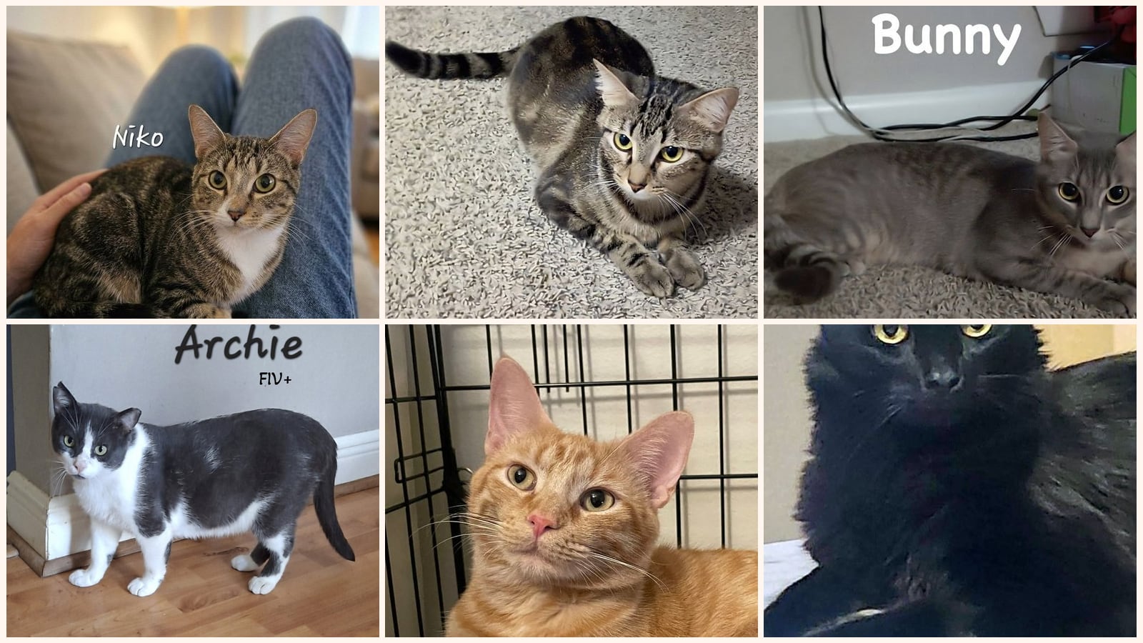 Adult Cats up for adoption near Galveston, TX