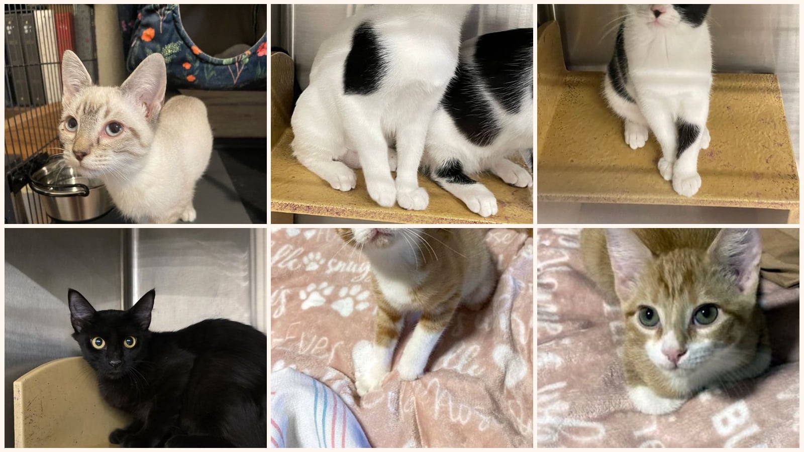 Kittens up for adoption near Galveston, TX