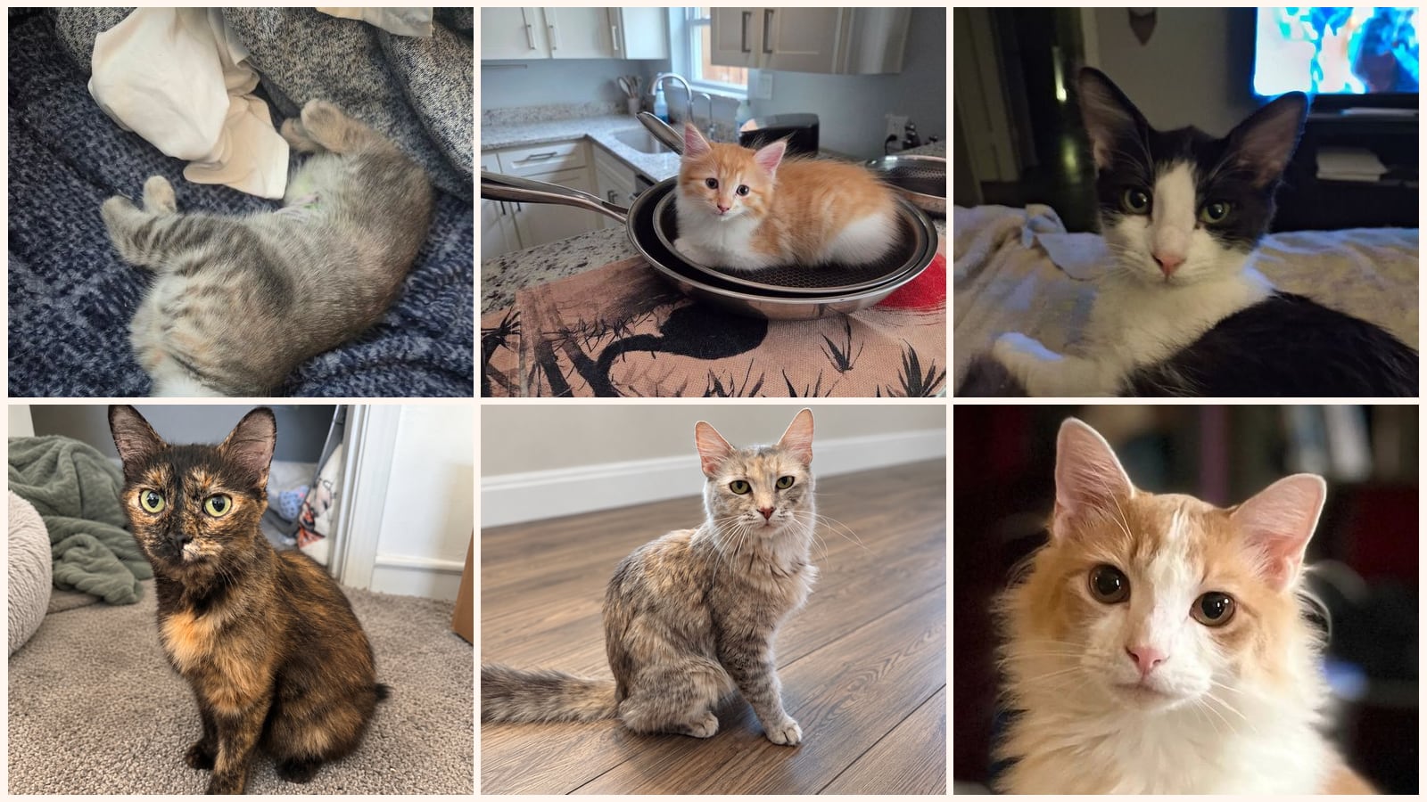 Long-Haired Cats up for adoption near Garland, TX