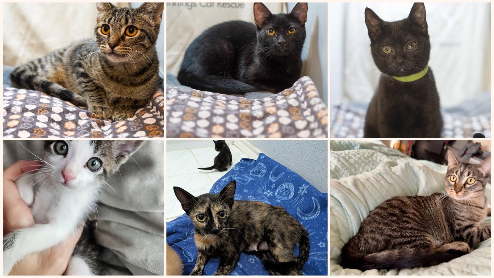 Dog-Friendly Cats up for adoption near Grand Prairie, TX