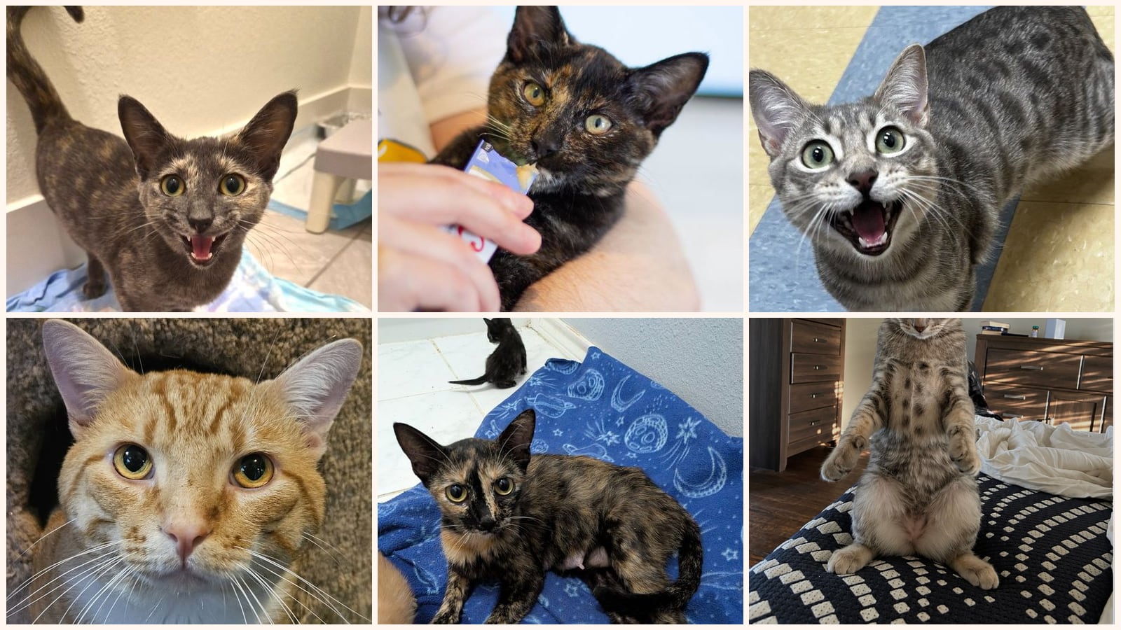 Adult Cats up for adoption near Irving, TX